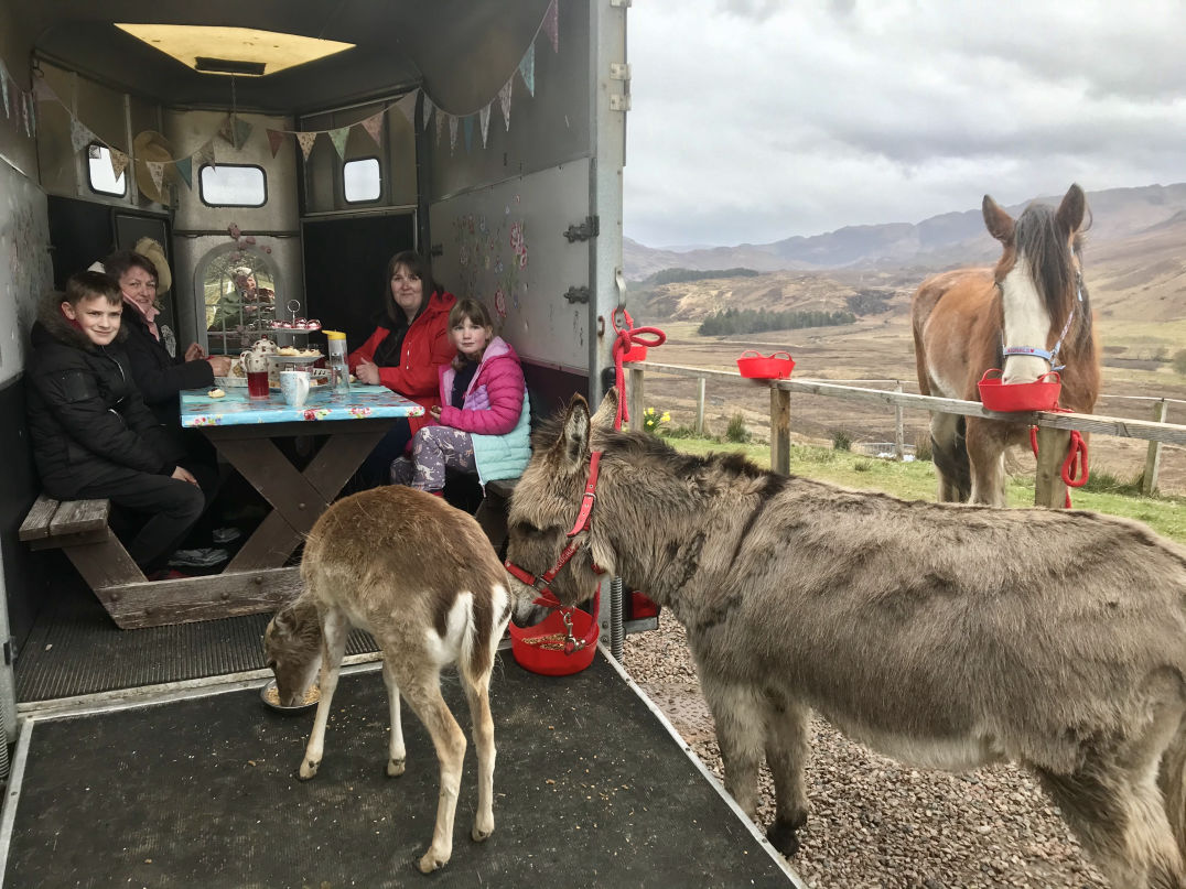 The Horsebox